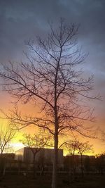 Bare trees at sunset