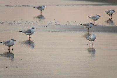 Seagulls on beach