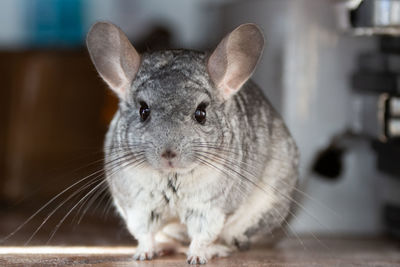 Close-up of a rabbit