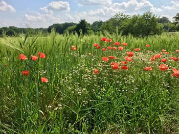 Red poppies on field against sky