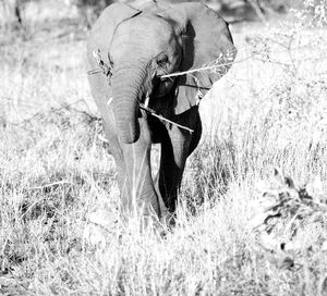 View of elephant on field