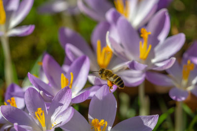 Close-up of bee pollinating on purple flower