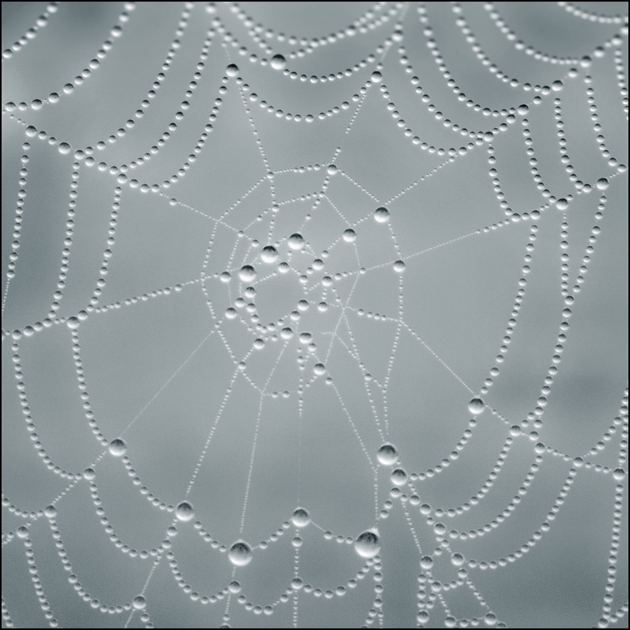 FULL FRAME SHOT OF WET SPIDER WEB ON WHITE BACKGROUND