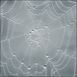 Full frame shot of wet spider web