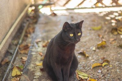 Portrait of cat sitting outdoors