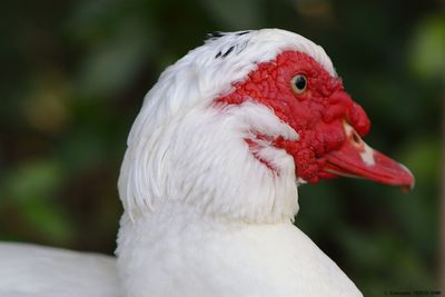 Close-up of a bird