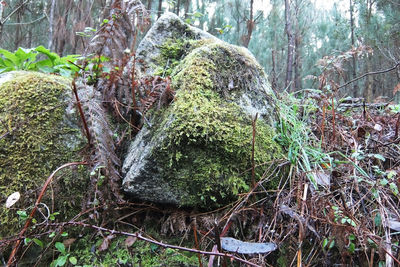 Close-up of plants against trees