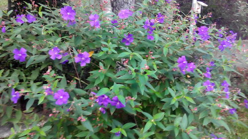 Purple flowers