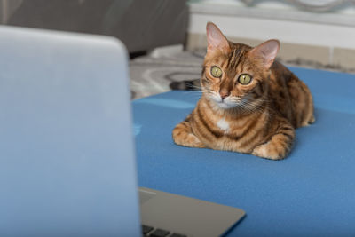 Domestic cat is doing yoga on the mat near the laptop in the apartment.