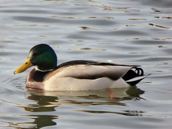 Duck swimming in lake