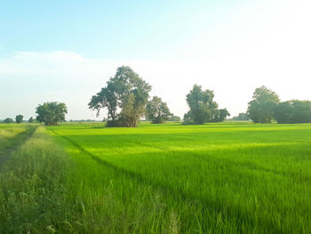 Scenic view of agricultural field against sky