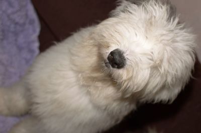 Close-up of white dog at home