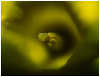 Close-up of flower against blurred background