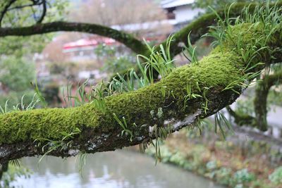 Close-up of wet plants by lake