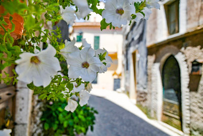 White flowers in an old street of carpineto romano, a medieval village of lazio region, italy.