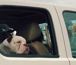 Portrait of dog seen through car window