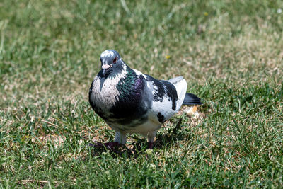 Close-up of a bird on grass