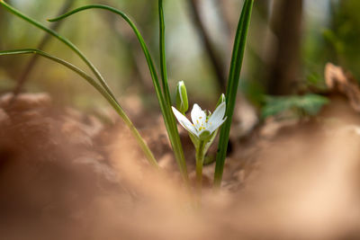 Close-up of plant