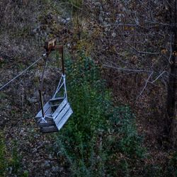 View of swing in forest