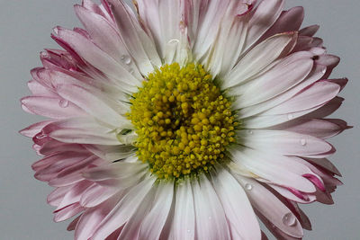 Close-up of white flower