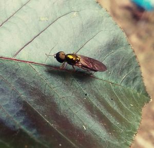 Close-up of insect on leaf