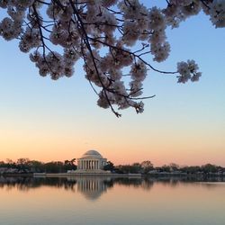 Cherry blossoms by lake at jefferson memorial against sky during sunset