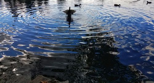 High angle view of birds swimming in lake