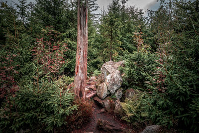 Trees in forest