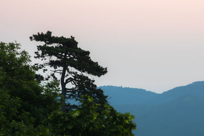 Low angle view of trees against clear sky