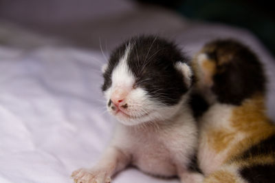 Close-up of kitten