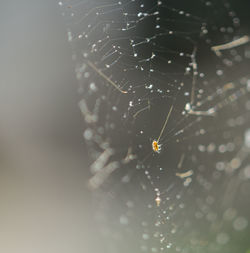 spider web