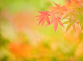 Close-up of maple leaves on plant