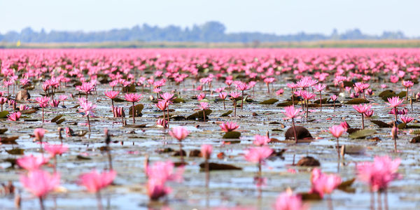 Pink flowering plants on field