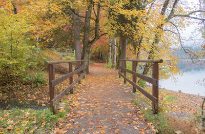 Footpath amidst trees in forest during autumn