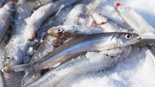 Close up of fresh smelt - delicious fish that smells of cucumber, very tasty fish. ice fishing