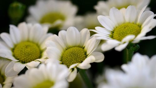 Close-up of white daisy