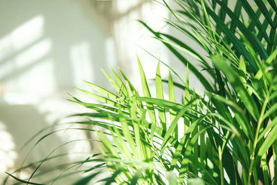  green fresh tropical houseplant palm leaves with blurred white wall backdrop urban jungle concept
