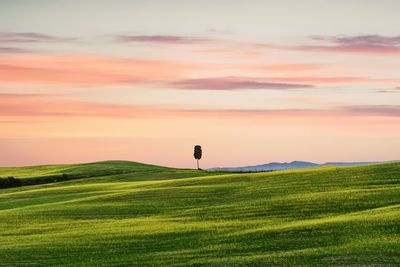 Scenic view of grassy field against sky during sunset