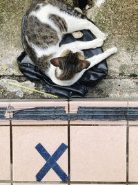 High angle view of cat sleeping