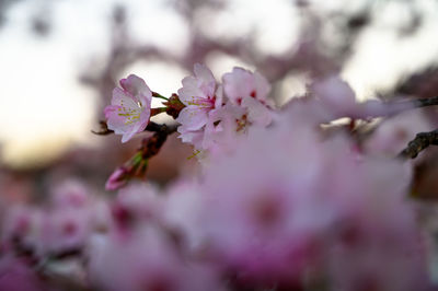 Close-up of cherry blossoms in spring