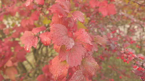 Close-up of fresh pink flowers blooming outdoors