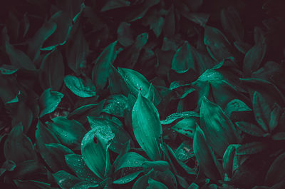 Full frame shot of water drops on leaves