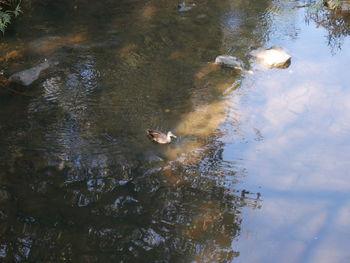 High angle view of ducks swimming in lake