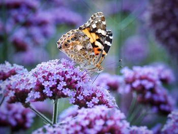 Close-up of butterfly pollinating on pink flower