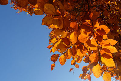 Low angle view of yellow flowering plant against sky