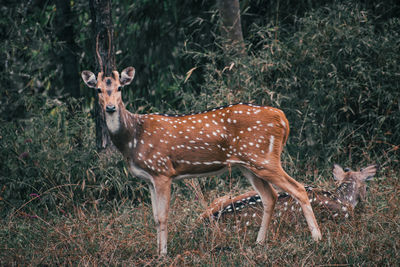 Deer standing on field