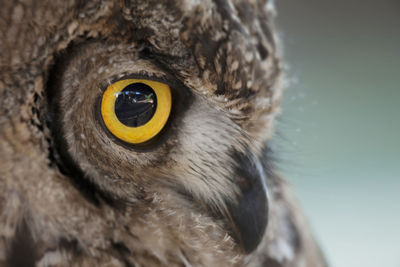 Close-up portrait of owl