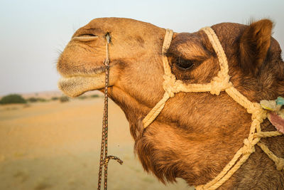 Close-up of a horse on a desert