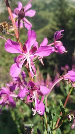 Close-up of pink flowering plant