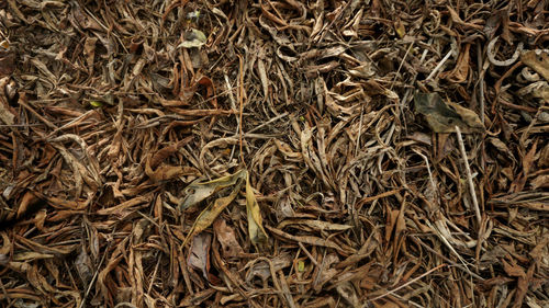 Full frame shot of dry leaves